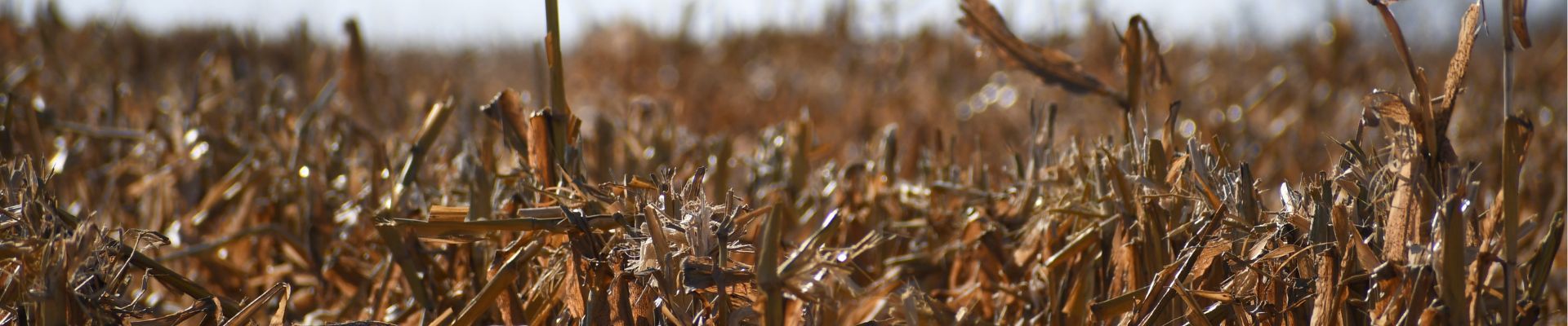 Corn.StalkBanner.jpg